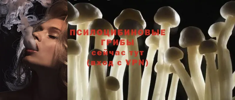 Галлюциногенные грибы Psilocybine cubensis  Динская 